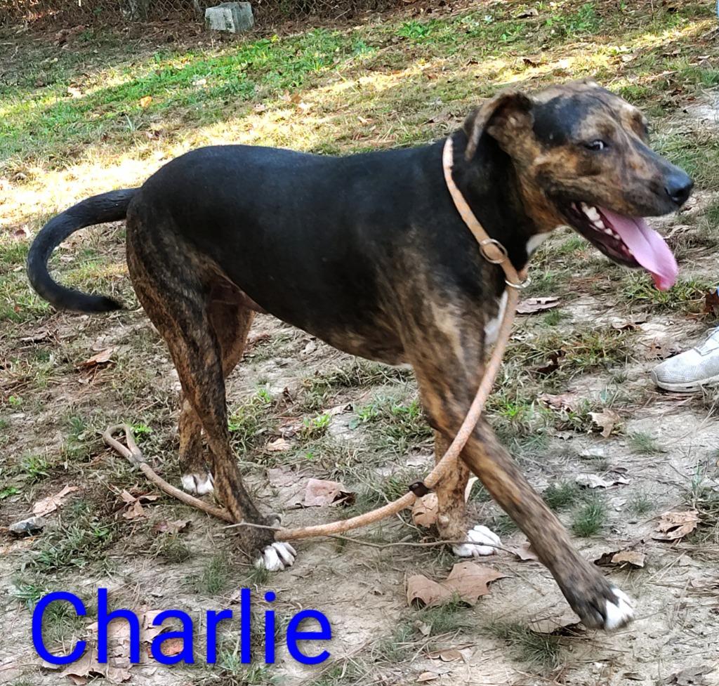 Enlarge Charlie, a Adoptable Hound in Mena, AR image 2/5