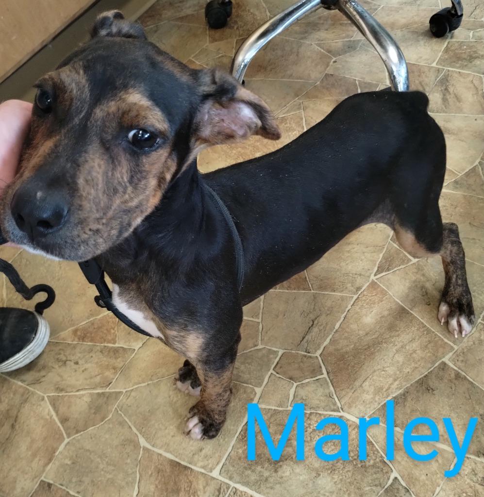 Enlarge Charlie, a Adoptable Hound in Mena, AR image 3/5