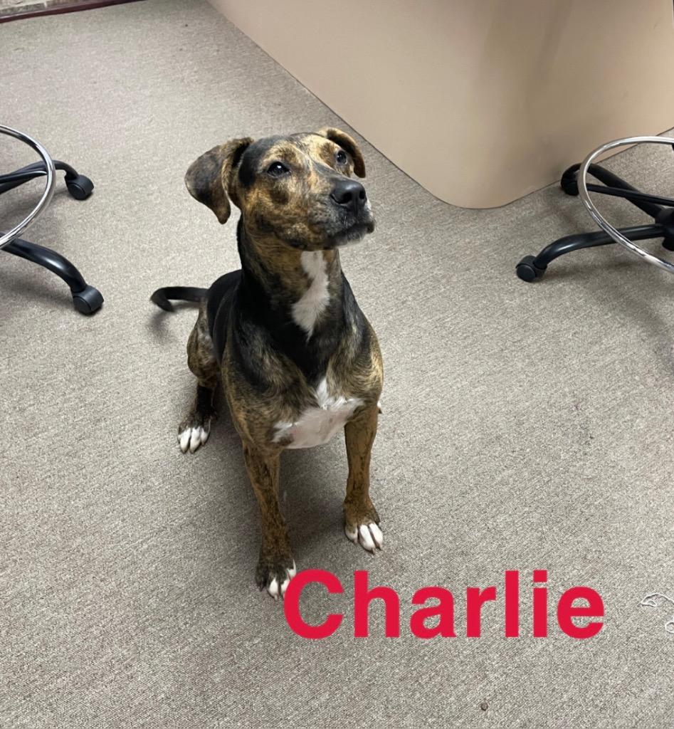 Enlarge Charlie, a Adoptable Hound in Mena, AR image 4/5