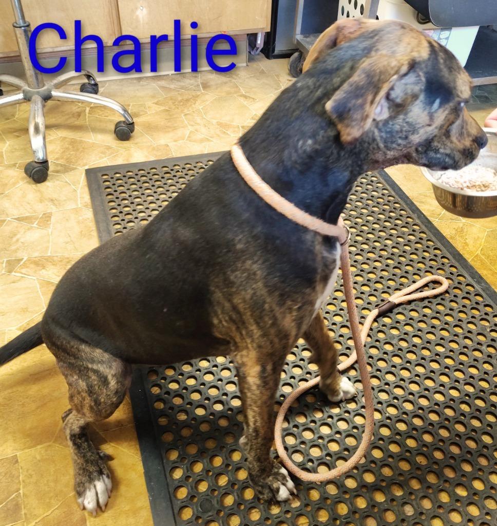 Enlarge Charlie, a Adoptable Hound in Mena, AR image 5/5