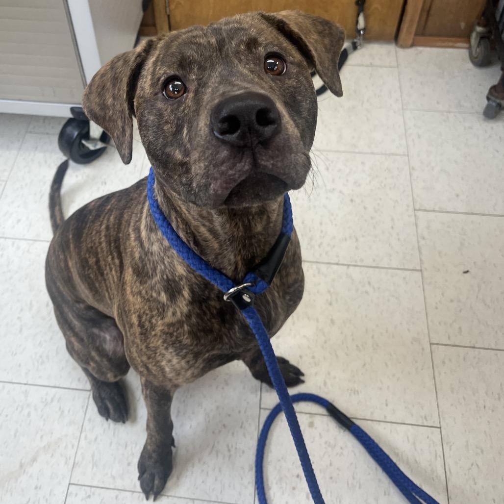 Groovy, Adoptable, Adult Male Mixed Breed.