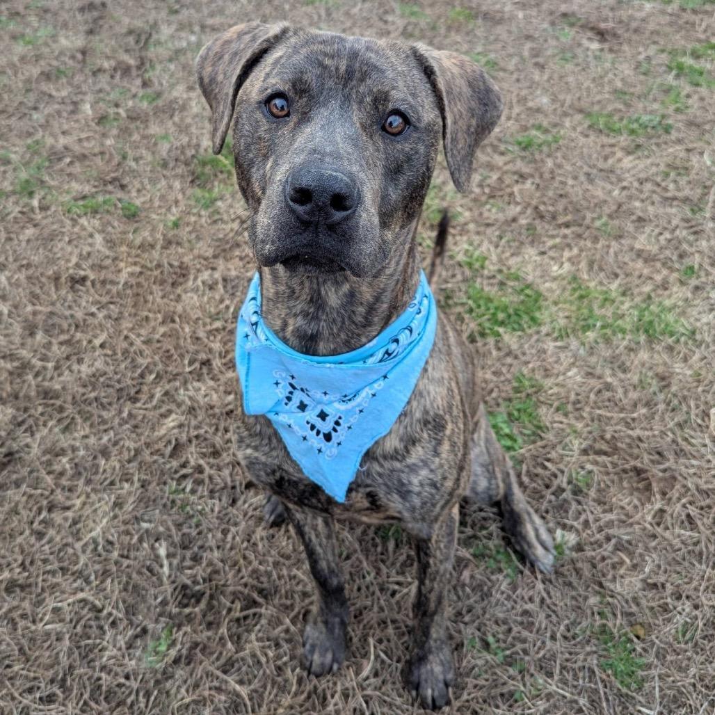 Enlarge Groovy, a Adoptable Mixed Breed in Columbiana, AL image 2/6