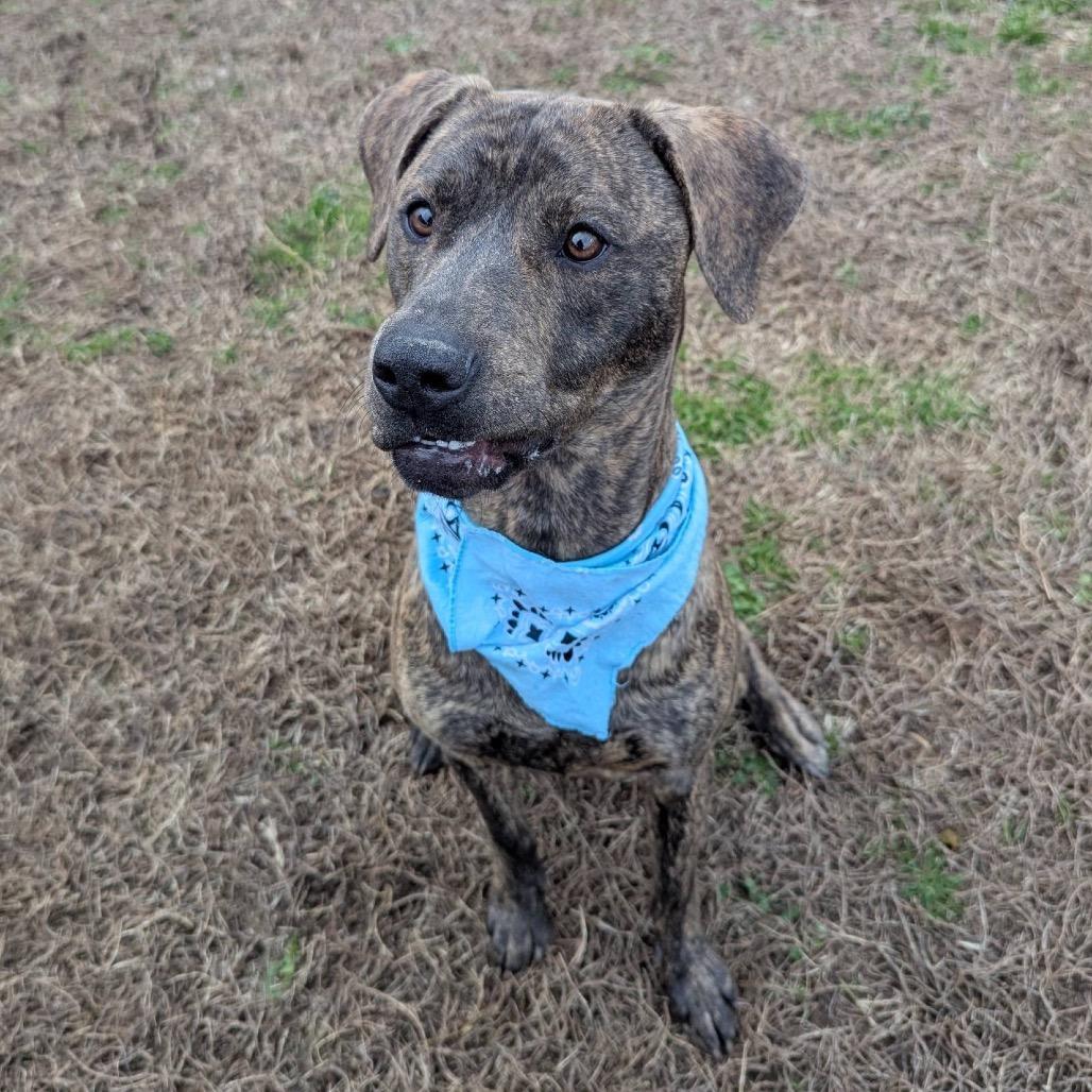 Enlarge Groovy, a Adoptable Mixed Breed in Columbiana, AL image 3/6