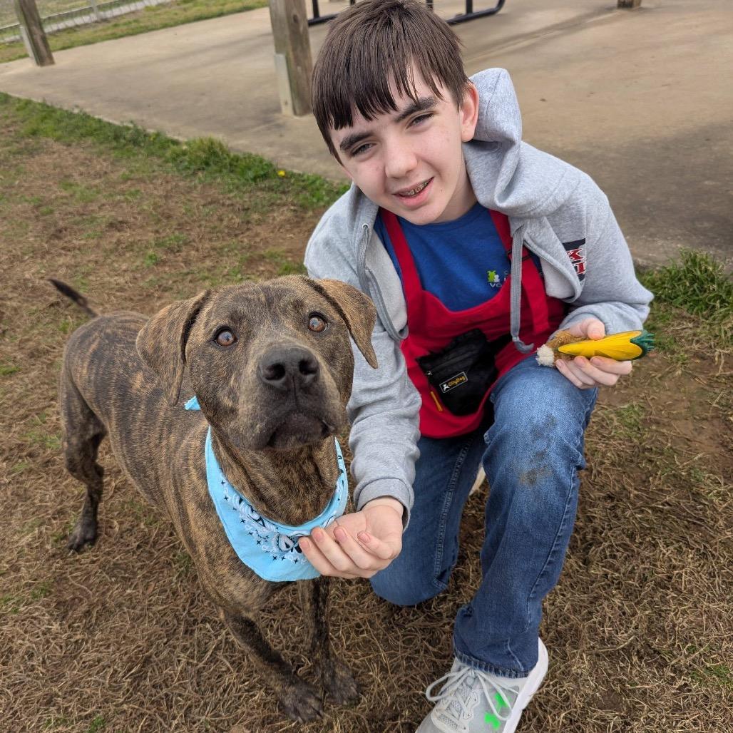 Enlarge Groovy, a Adoptable Mixed Breed in Columbiana, AL image 4/6