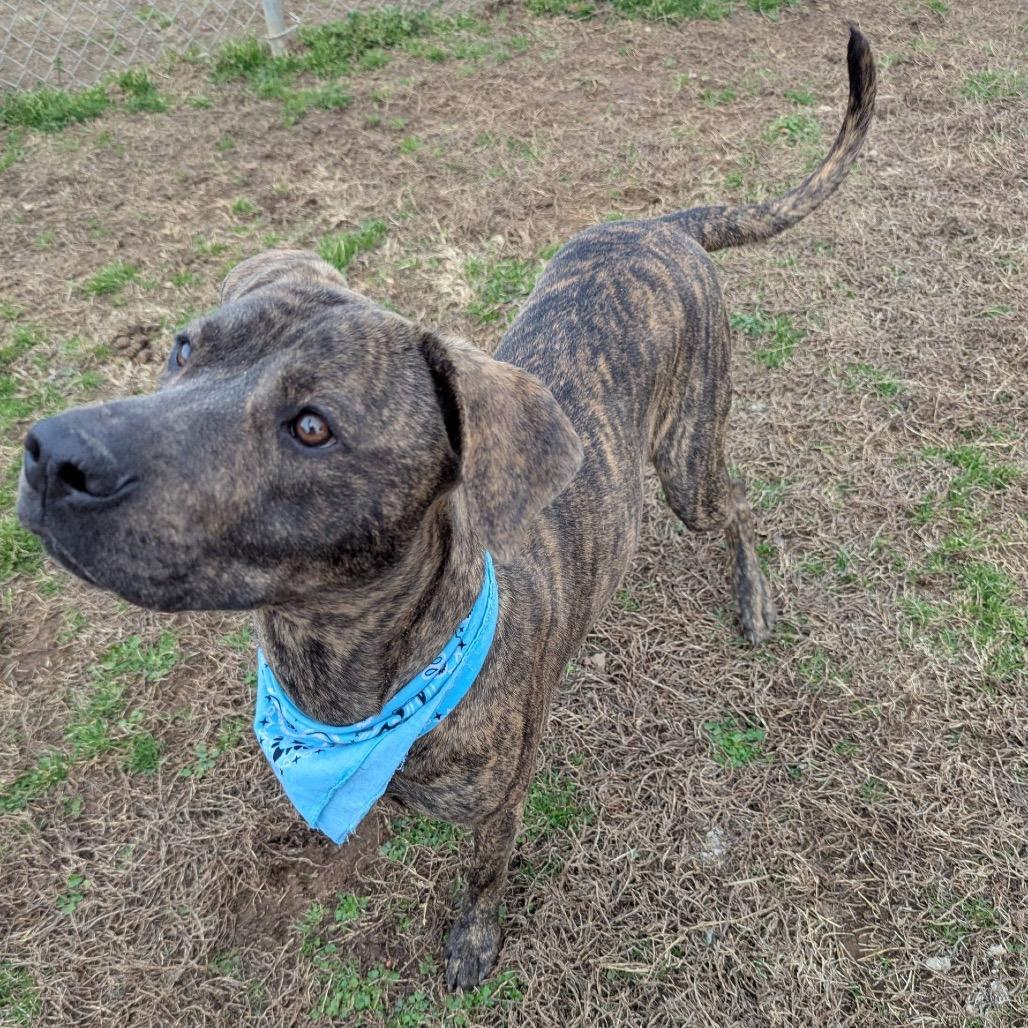 Enlarge Groovy, a Adoptable Mixed Breed in Columbiana, AL image 5/6