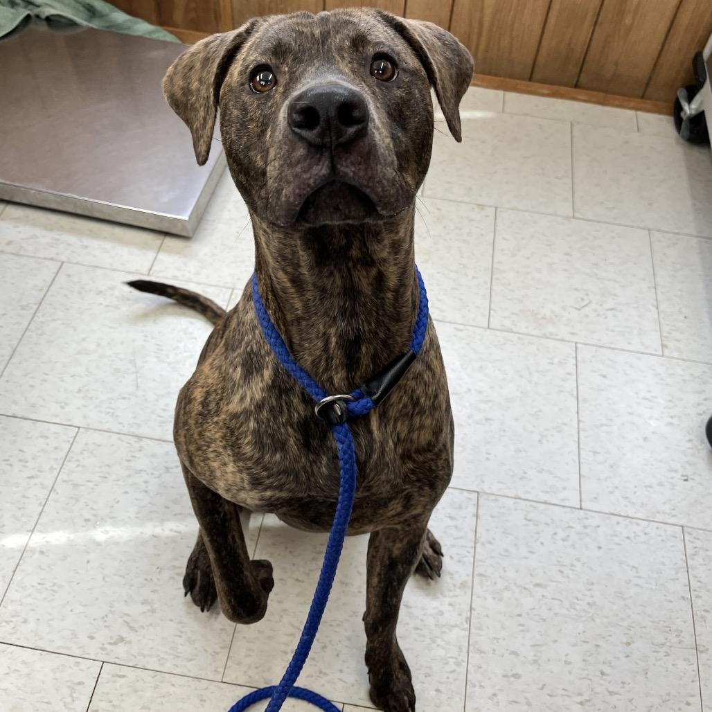 Enlarge Groovy, a Adoptable Mixed Breed in Columbiana, AL image 6/6