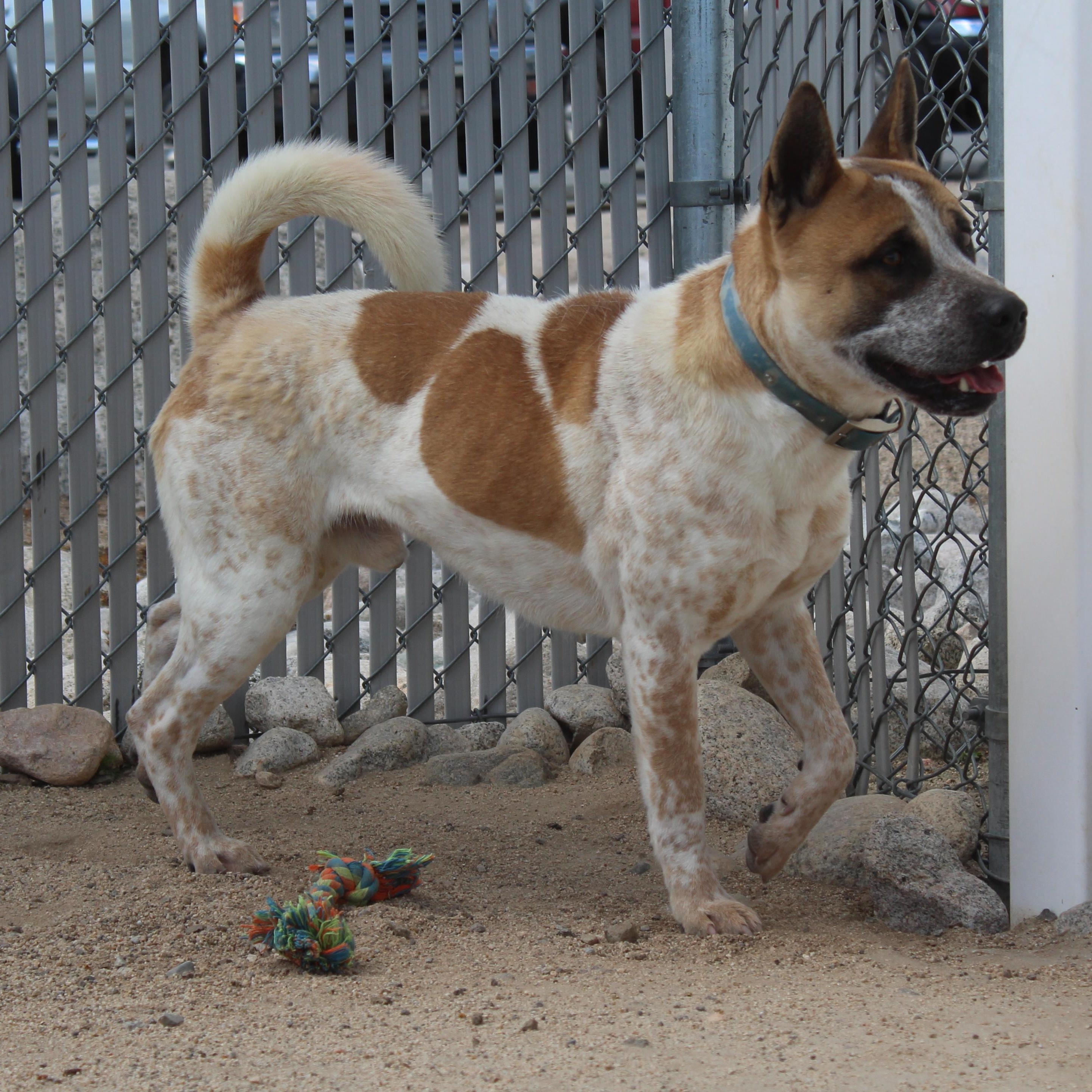 Copper [Solo Dog], adoptable, Adult Male Akita & Pit Bull Terrier.