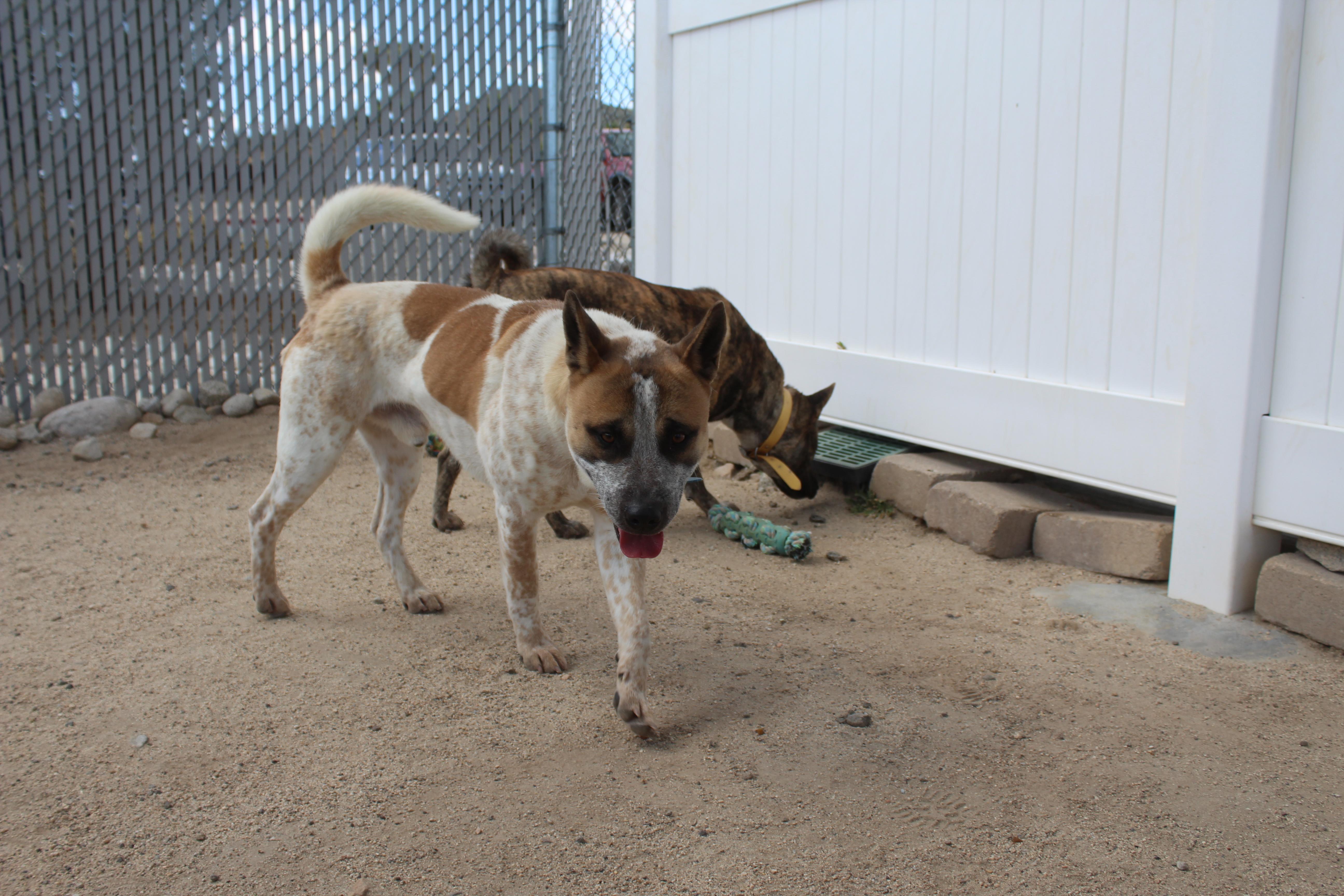 Enlarge Copper [Solo Dog], an adoptable mixed breed in Yucca Valley, CA image 5/6