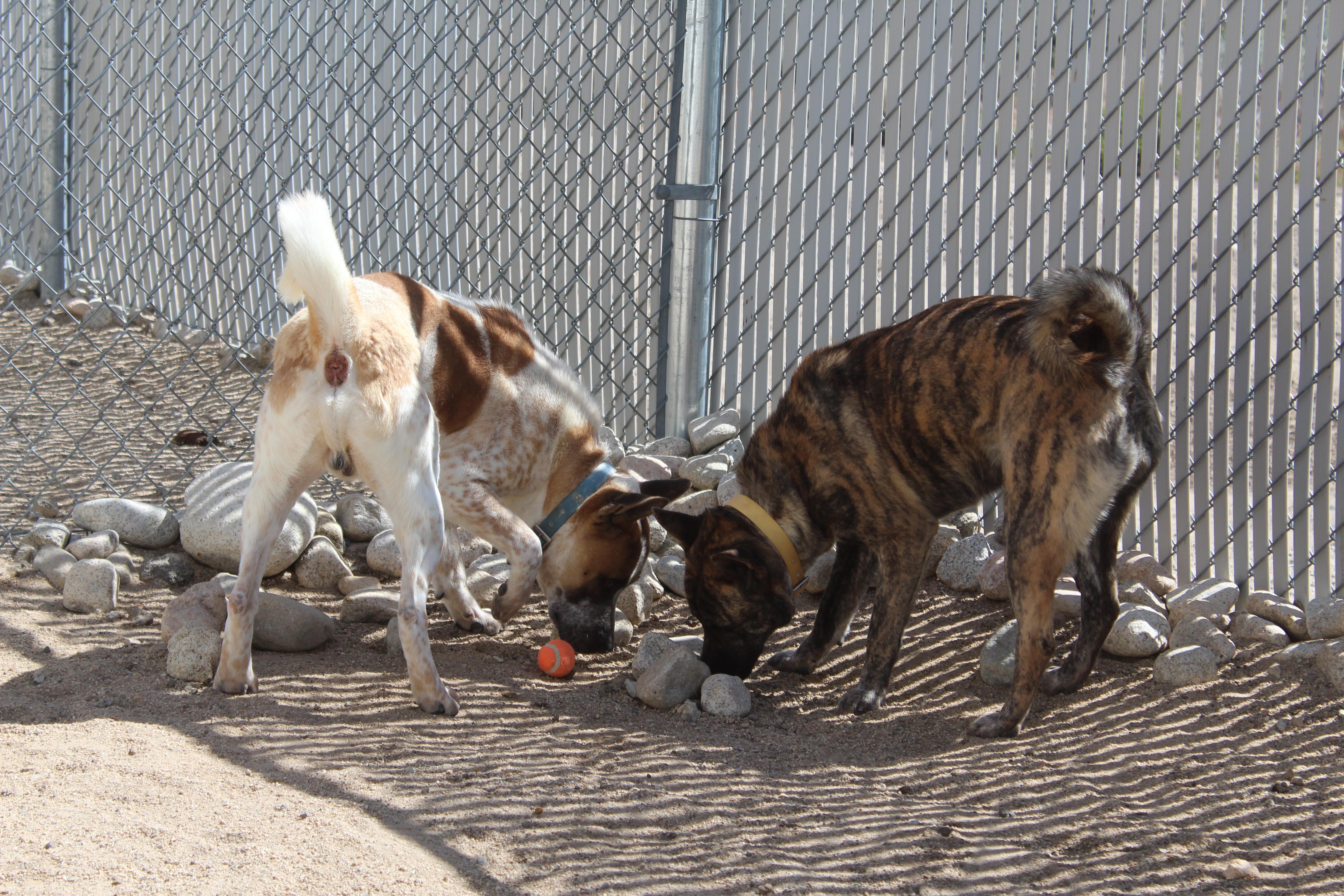 Enlarge Copper [Solo Dog], an adoptable mixed breed in Yucca Valley, CA image 6/6