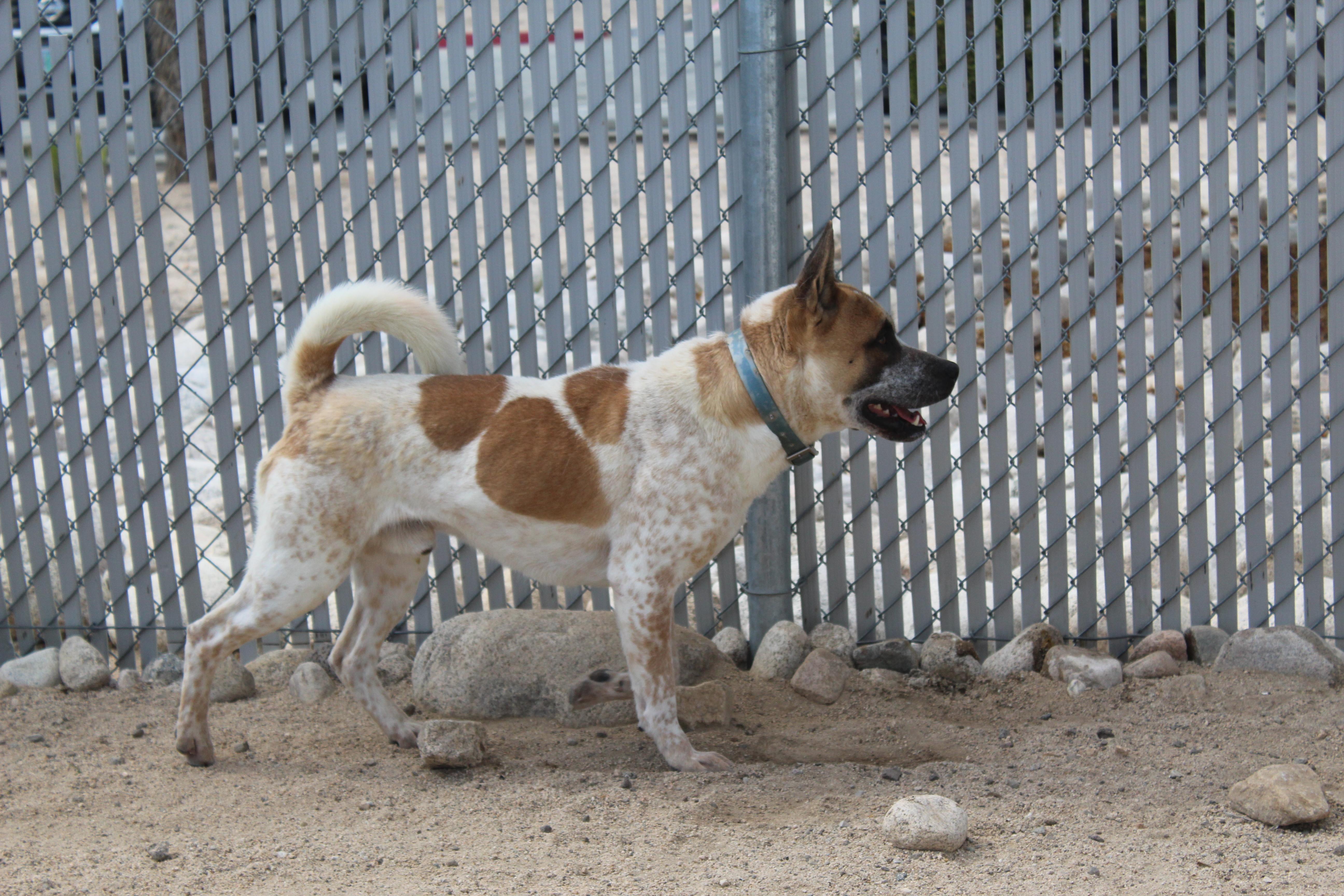 Enlarge Copper [Solo Dog], an adoptable mixed breed in Yucca Valley, CA image 4/6