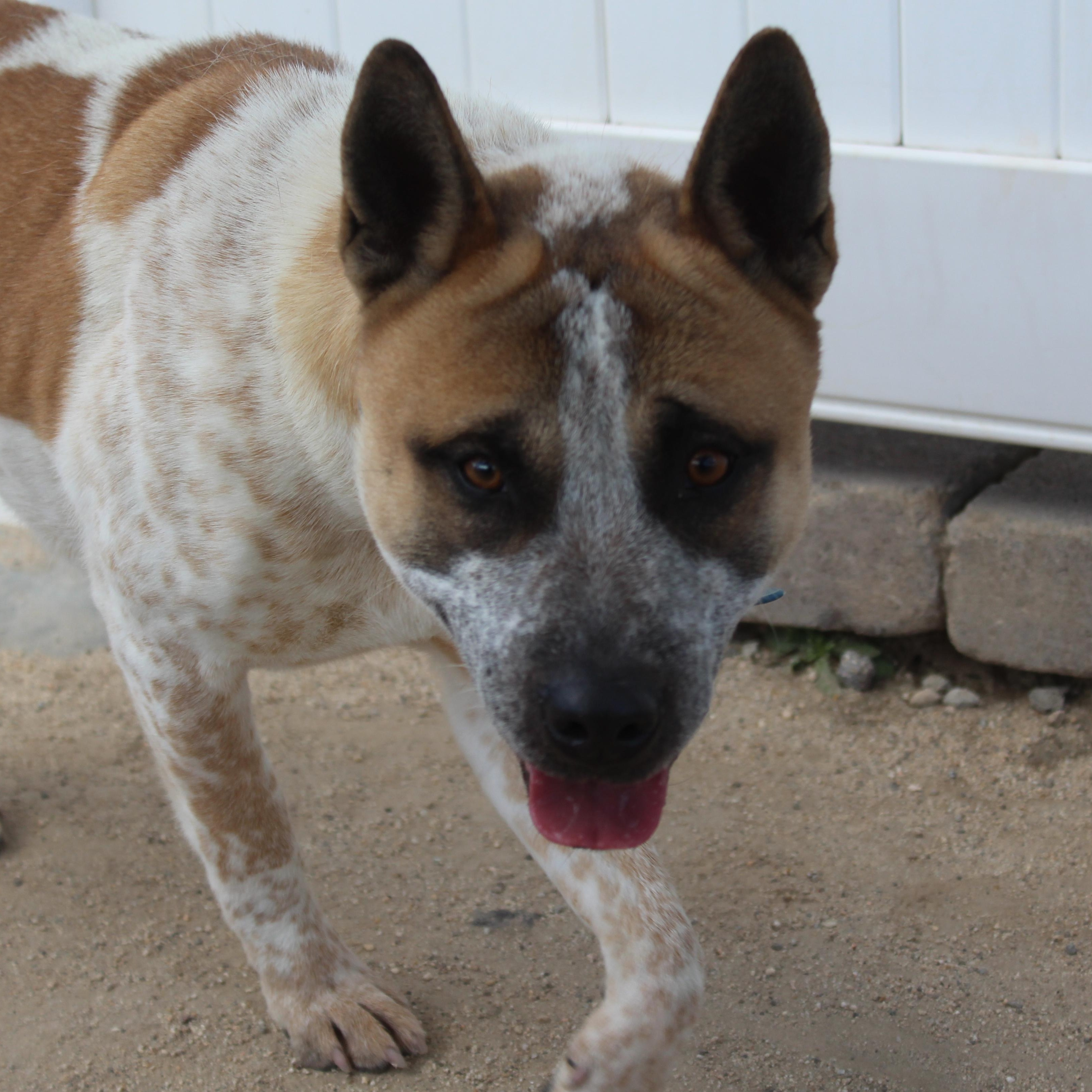Enlarge Copper [Solo Dog], an adoptable mixed breed in Yucca Valley, CA image 2/6