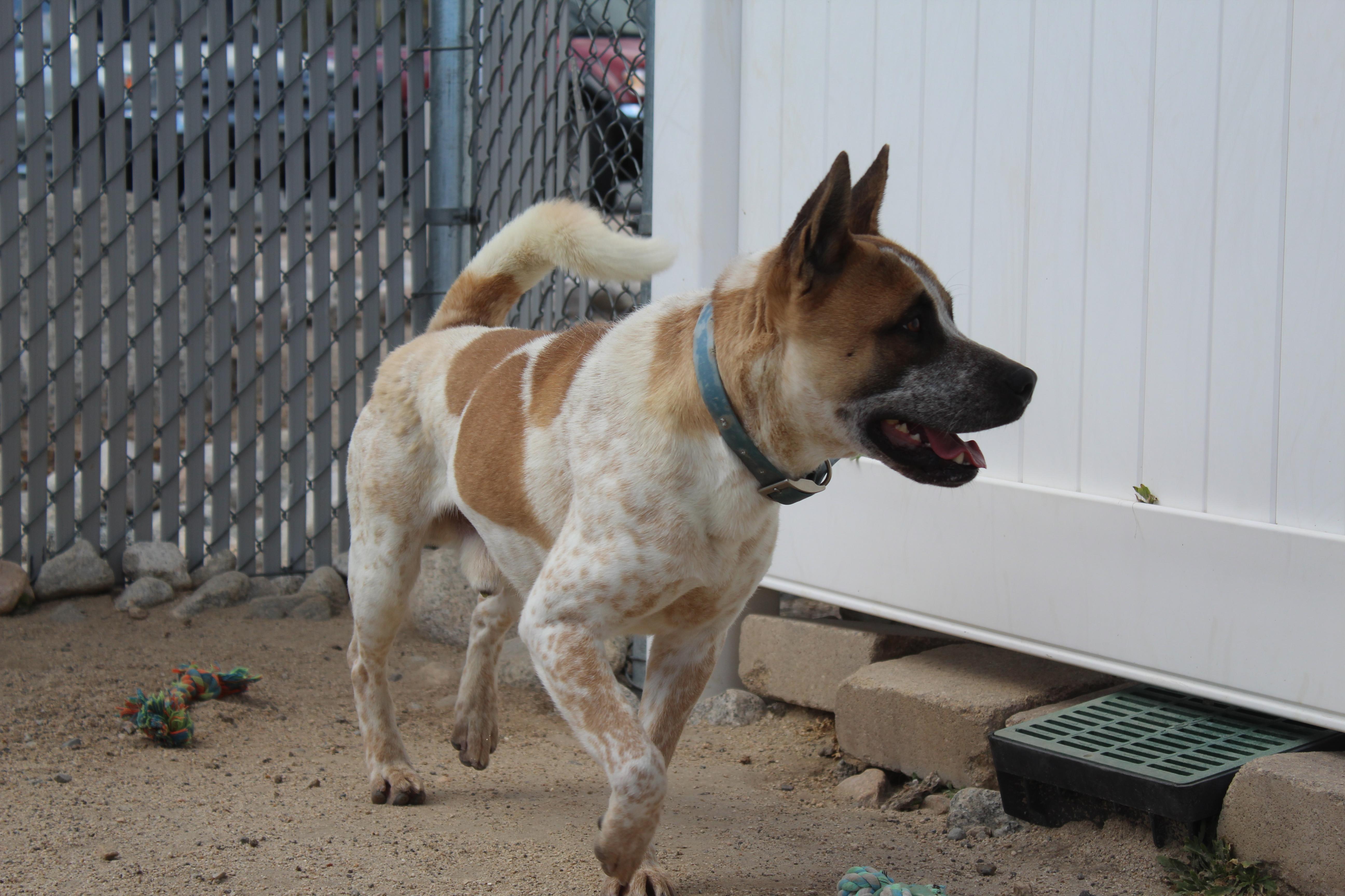 Enlarge Copper [Solo Dog], an adoptable mixed breed in Yucca Valley, CA image 3/6