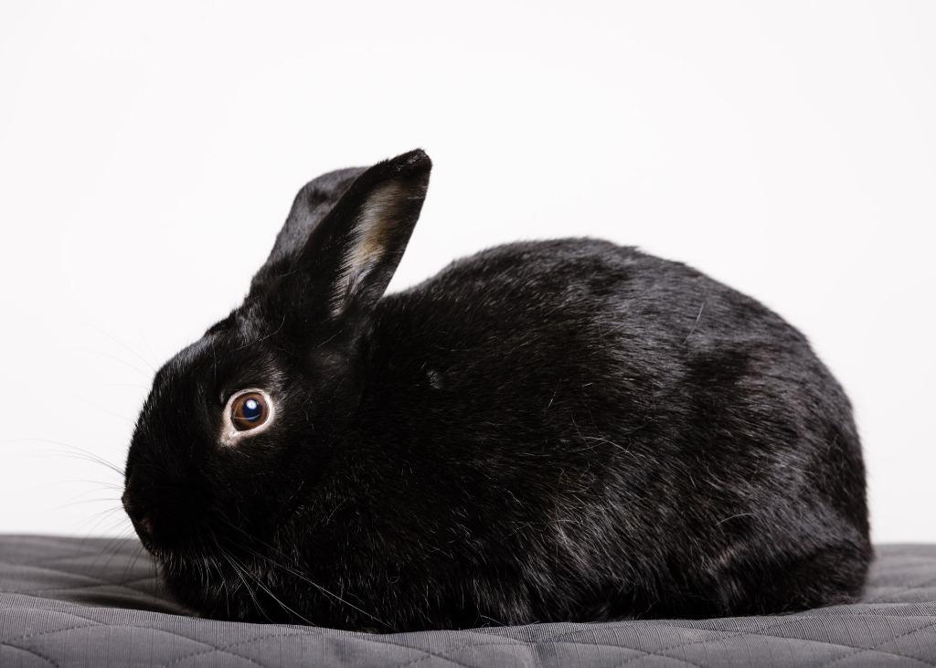 Enlarge Coal 1 / BB, a Adoptable New Zealand in Pflugerville, TX image 1/6