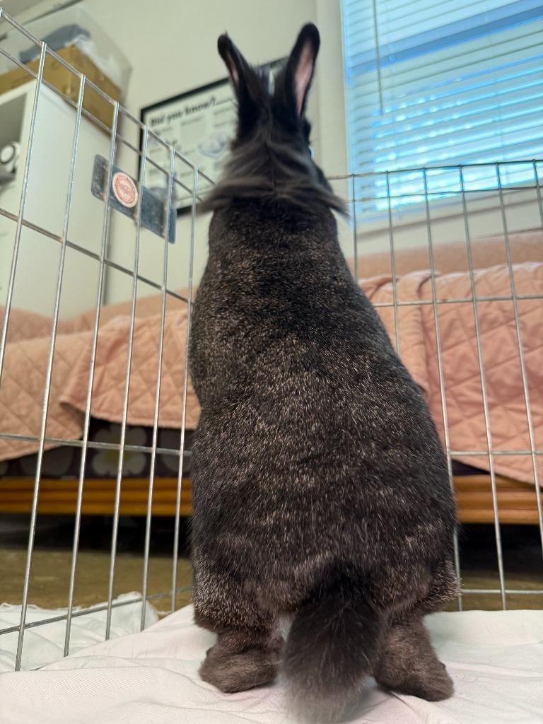 Enlarge Coal 1 / BB, a Adoptable New Zealand in Pflugerville, TX image 2/6