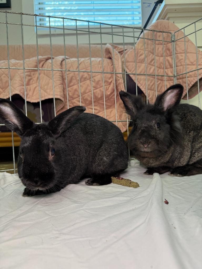 Enlarge Coal 1 / BB, a Adoptable New Zealand in Pflugerville, TX image 3/6