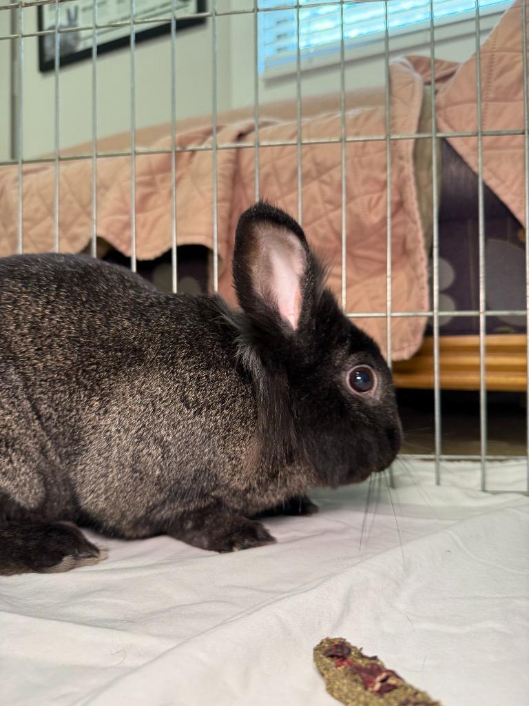 Enlarge Coal 1 / BB, a Adoptable New Zealand in Pflugerville, TX image 4/6