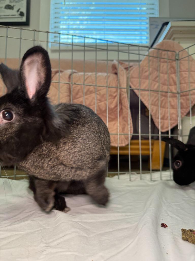 Enlarge Coal 1 / BB, a Adoptable New Zealand in Pflugerville, TX image 5/6