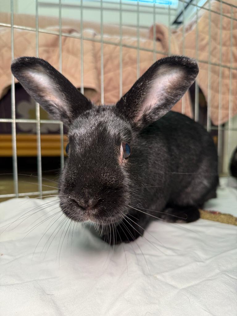 Enlarge Coal 1 / BB, a Adoptable New Zealand in Pflugerville, TX image 6/6