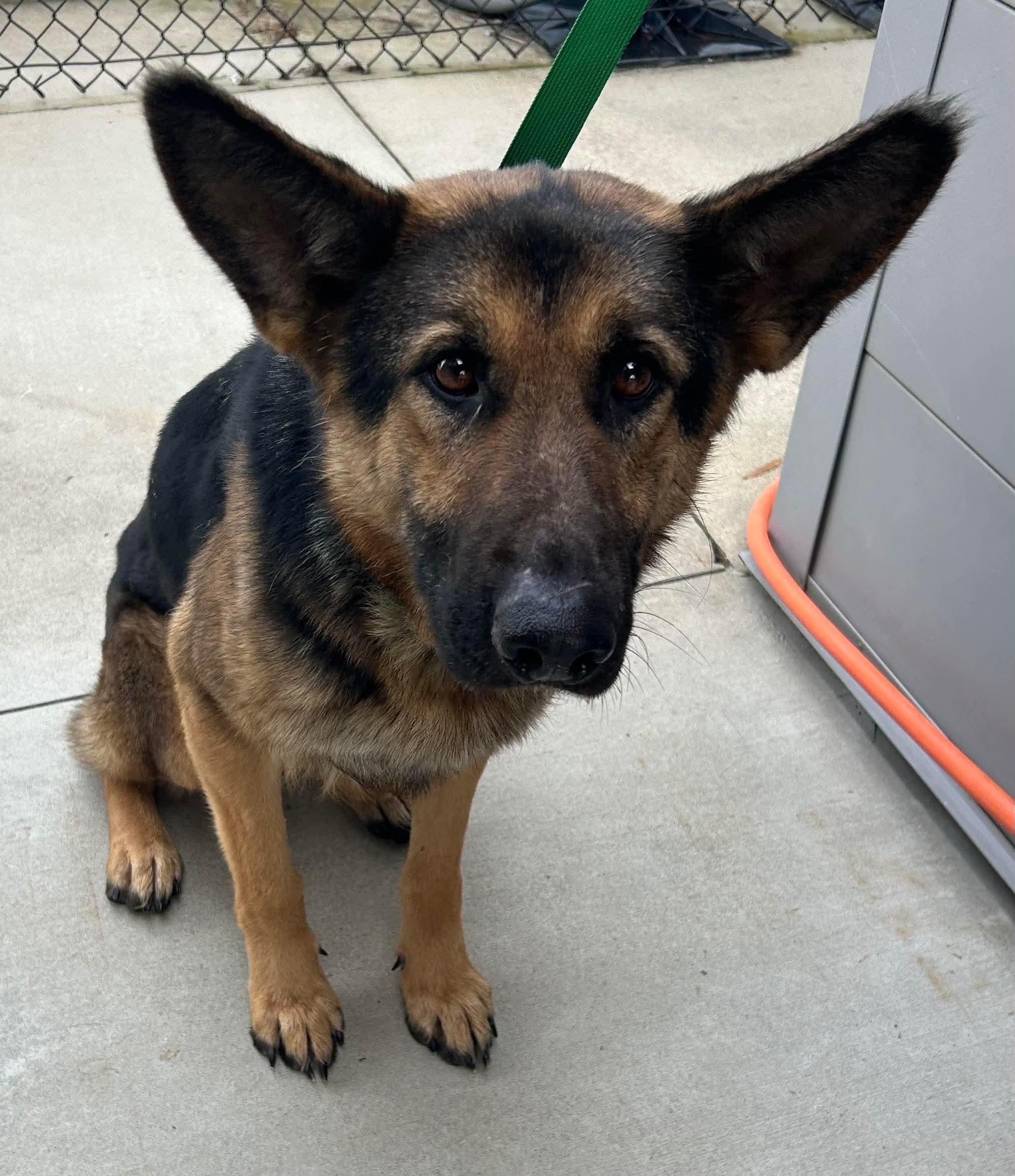 Tinsley , a ADOPTABLE mixed breed in Lancaster, SC image 1/6