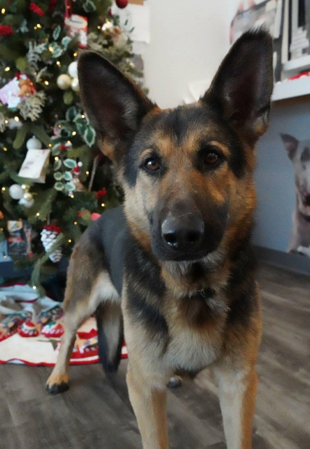 Tinsley , a ADOPTABLE mixed breed in Lancaster, SC image 2/6