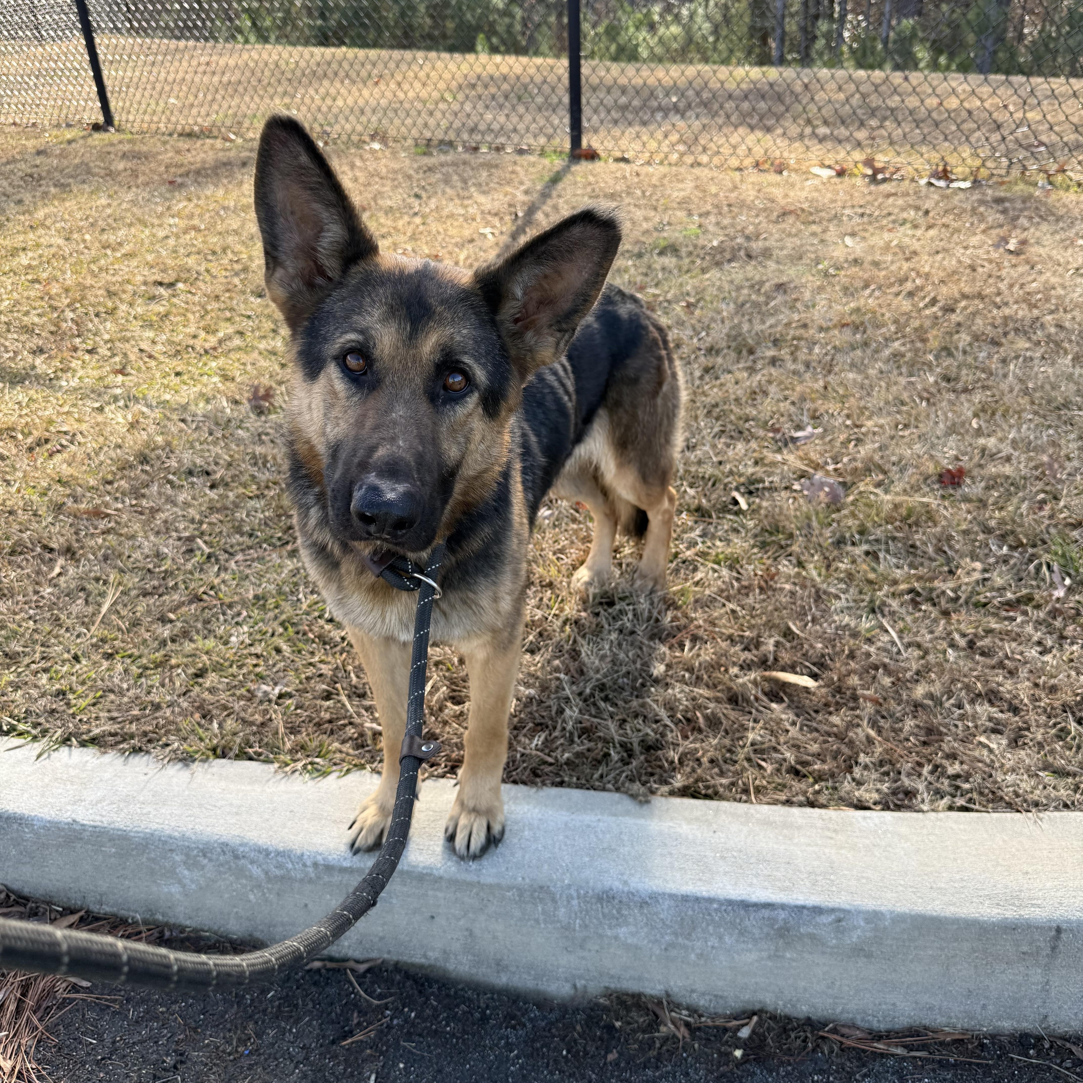 Tinsley , a ADOPTABLE mixed breed in Lancaster, SC image 3/6