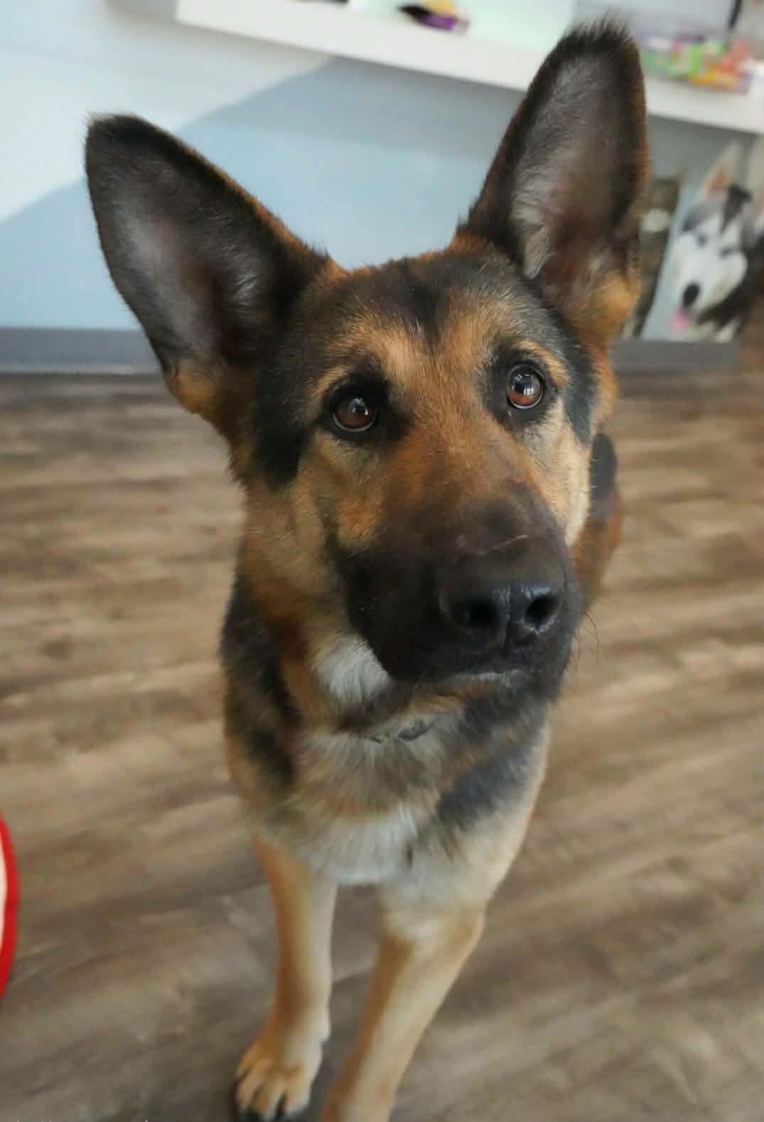 Tinsley , a ADOPTABLE mixed breed in Lancaster, SC image 4/6