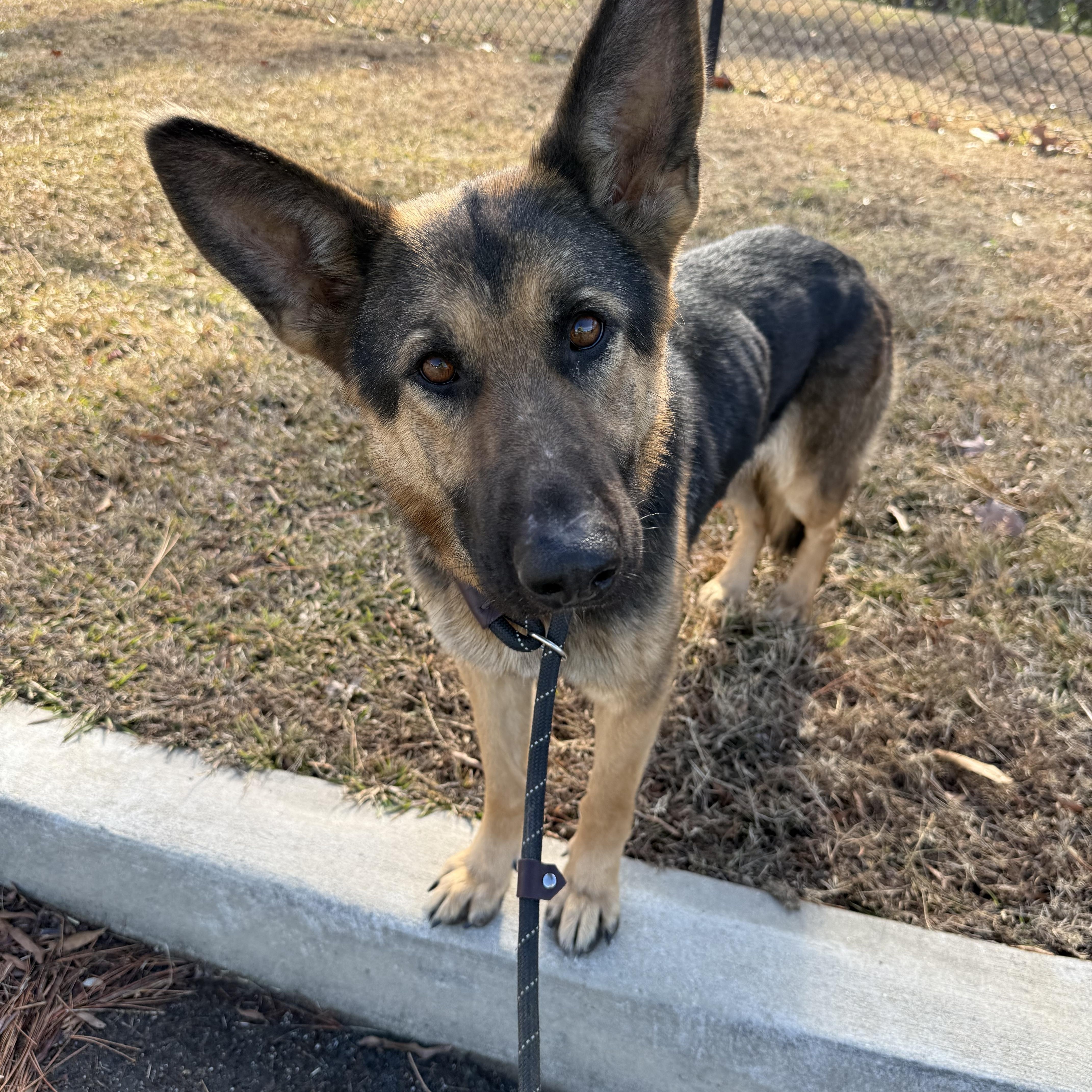 Tinsley , a ADOPTABLE mixed breed in Lancaster, SC image 6/6