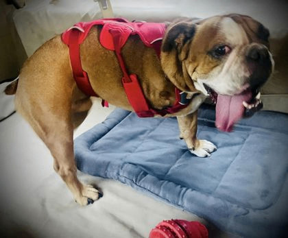 COSMO, Adopted, Young Male English Bulldog.