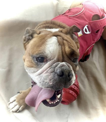 COSMO, a Adopted English Bulldog in Bonney Lake, WA image 2/3