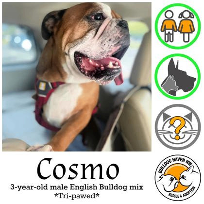 COSMO, a Adopted English Bulldog in Bonney Lake, WA image 3/3