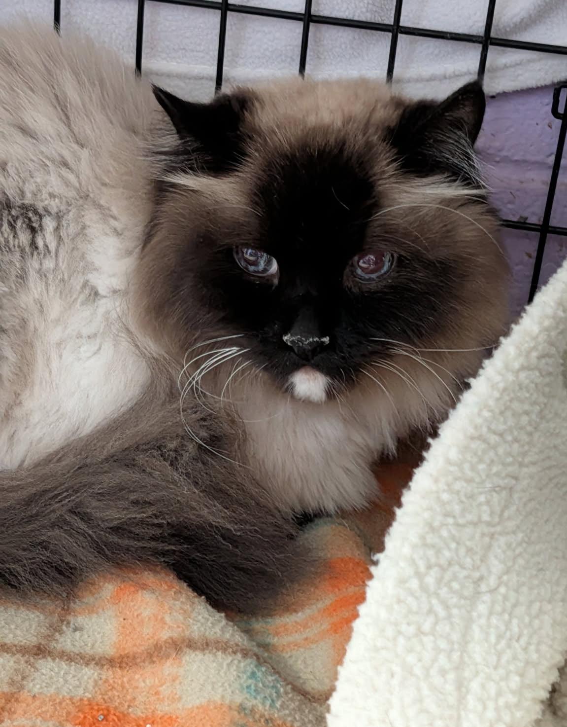 Bruno (Neutered & Declawed) (Photos May 31st 2026), an adopted Siamese in Marietta, OH image 3/6