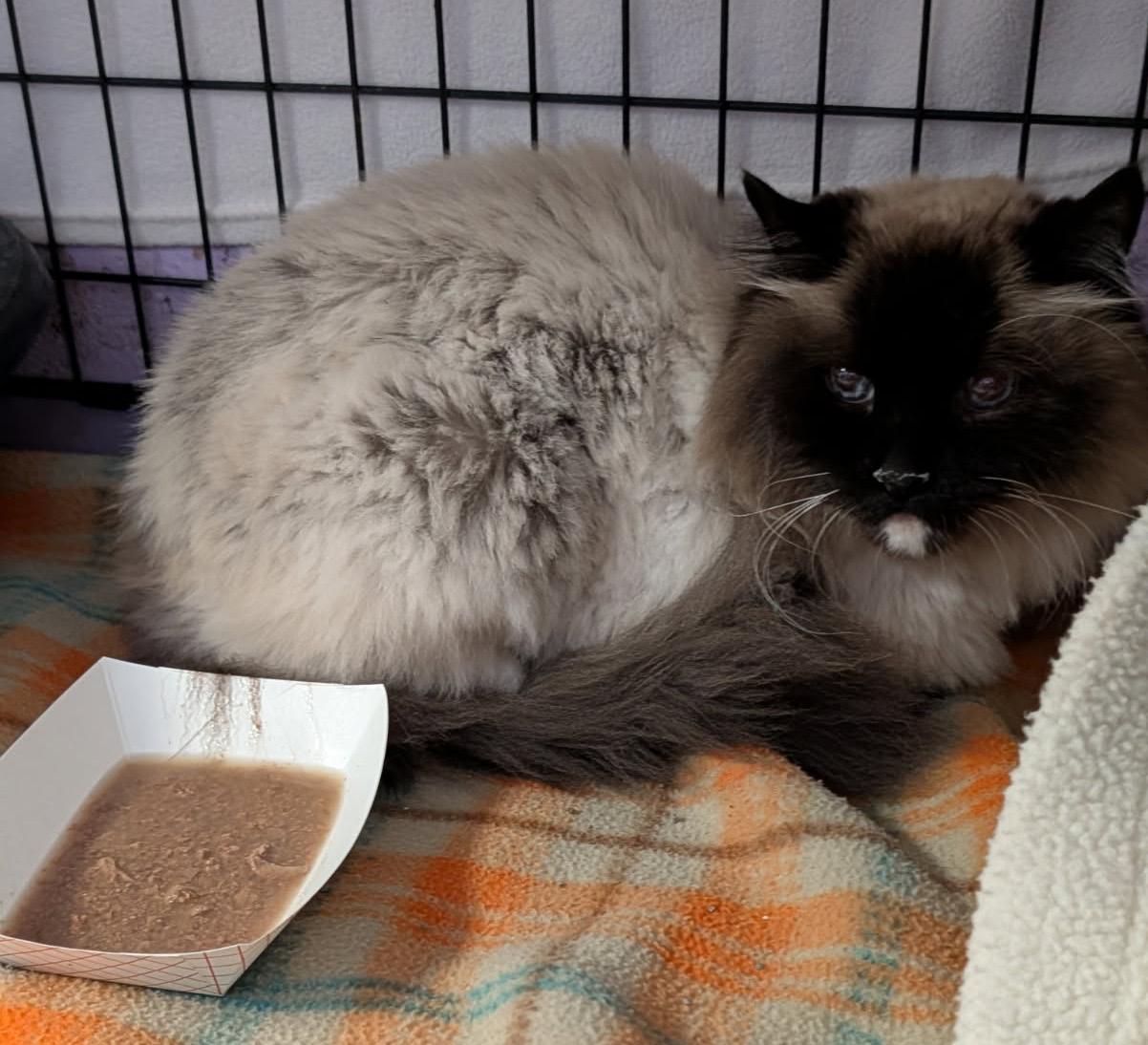 Bruno (Neutered & Declawed) (Photos May 31st 2026), an adopted Siamese in Marietta, OH image 2/6