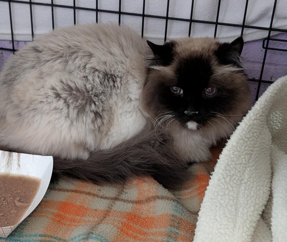 Bruno (Neutered & Declawed) (Photos May 31st 2026), an adopted Siamese in Marietta, OH image 1/6