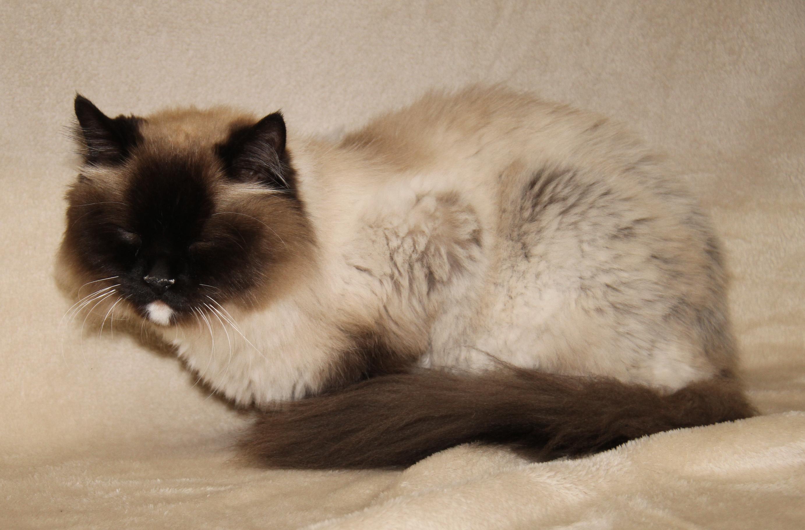 Bruno (Neutered & Declawed) (Photos May 31st 2026), an adopted Siamese in Marietta, OH image 4/6