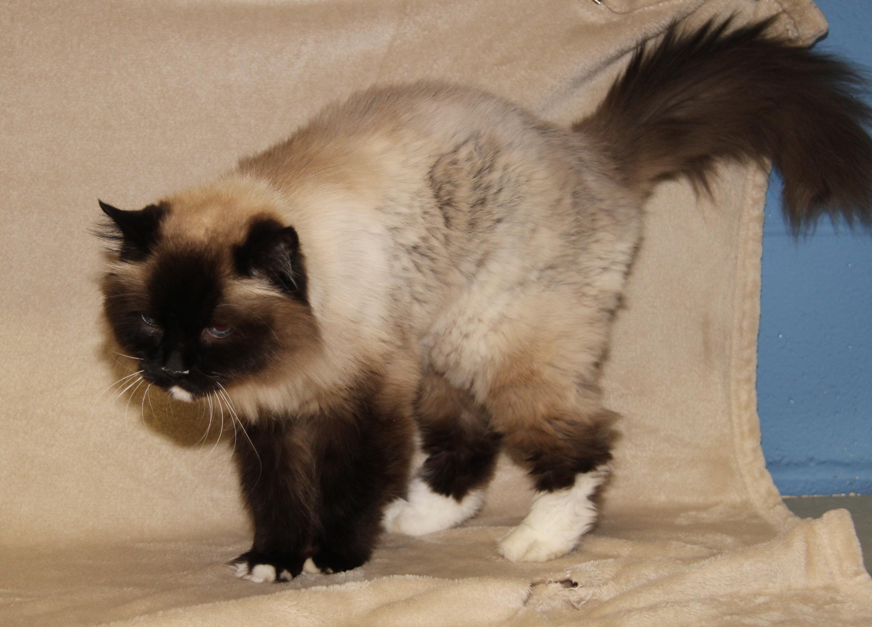 Bruno (Neutered & Declawed) (Photos May 31st 2026), an adopted Siamese in Marietta, OH image 6/6