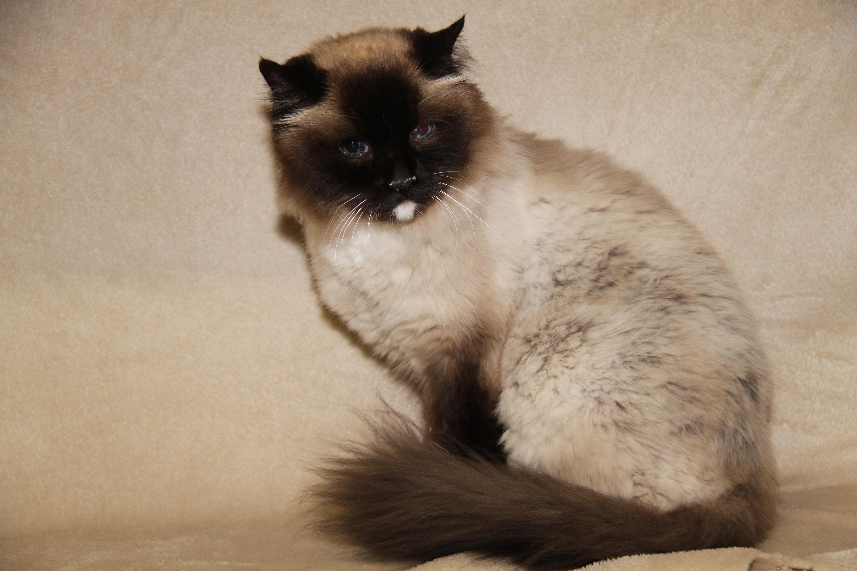 Bruno (Neutered & Declawed) (Photos May 31st 2026), an adopted Siamese in Marietta, OH image 5/6