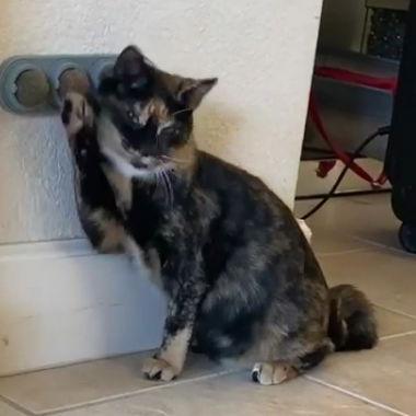 Pumpkin (Napa Christina), Adoptable, Kitten Female Domestic Medium Hair & Calico.