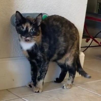 Enlarge Pumpkin (Napa Christina), a Adoptable mixed breed in Napa, CA image 3/3