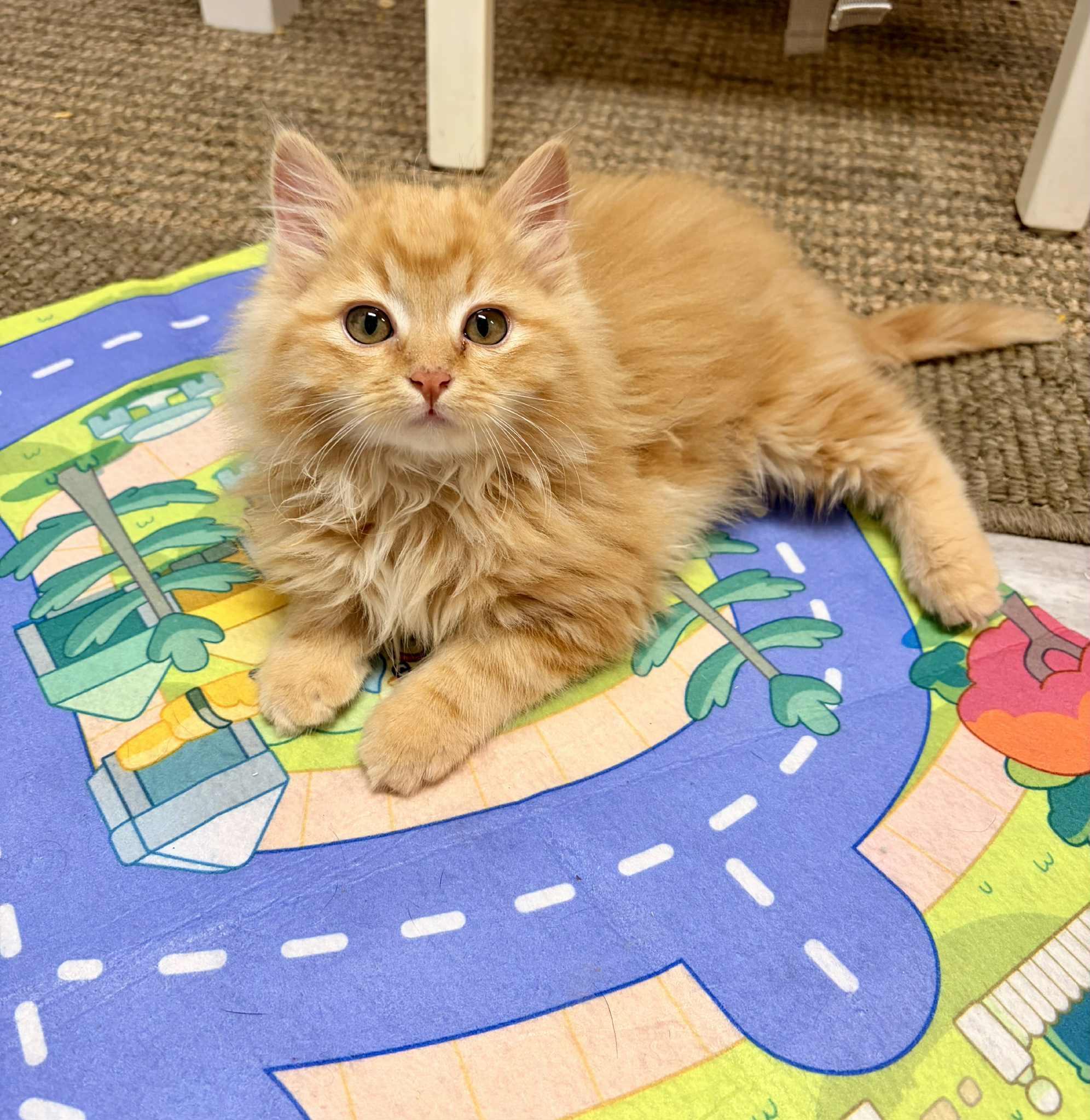 Ms. Marbles, Adoptable, Kitten Female Domestic Medium Hair.