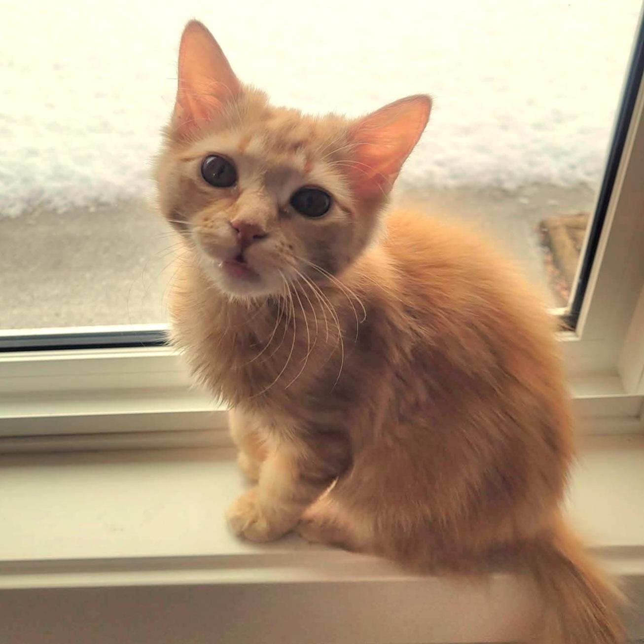 Enlarge Ms. Marbles, a Adoptable mixed breed in Kamloops, BC image 2/5