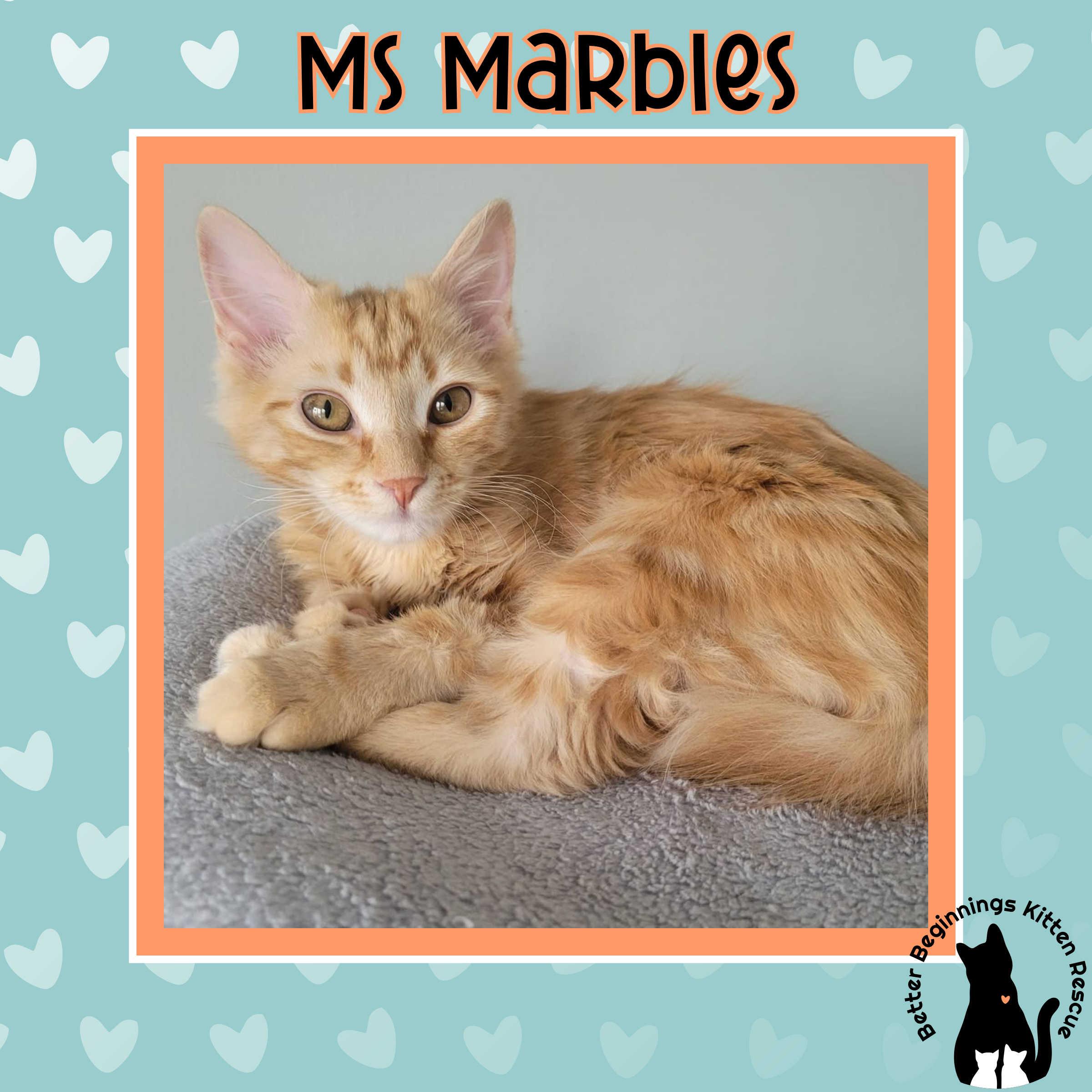 Enlarge Ms. Marbles, a Adoptable mixed breed in Kamloops, BC image 3/5