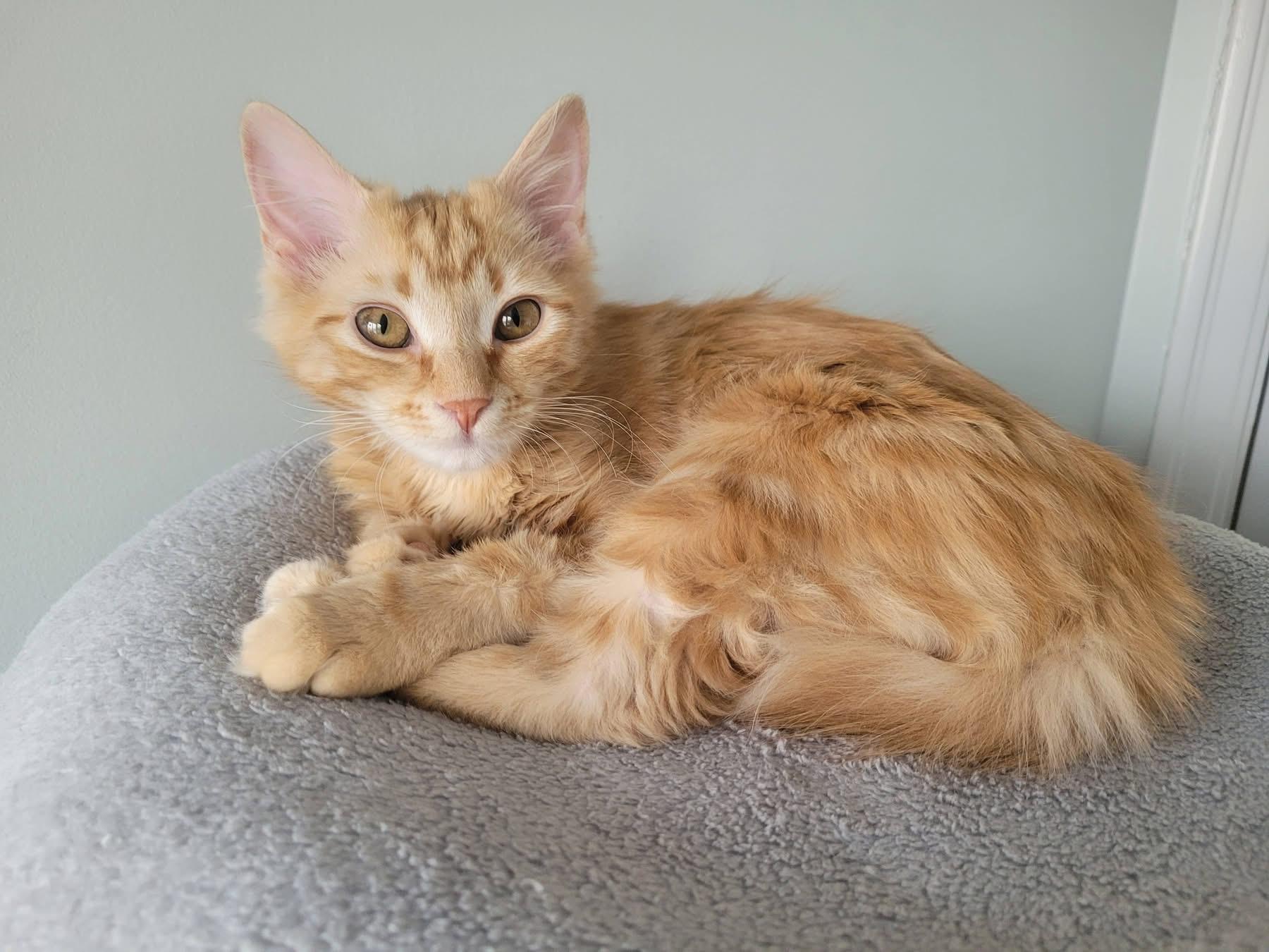 Enlarge Ms. Marbles, a Adoptable mixed breed in Kamloops, BC image 4/5