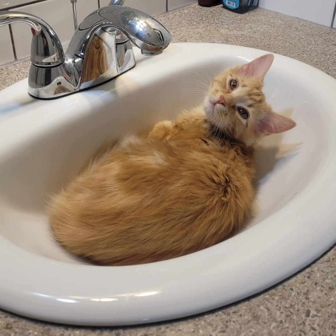 Enlarge Ms. Marbles, a Adoptable mixed breed in Kamloops, BC image 5/5