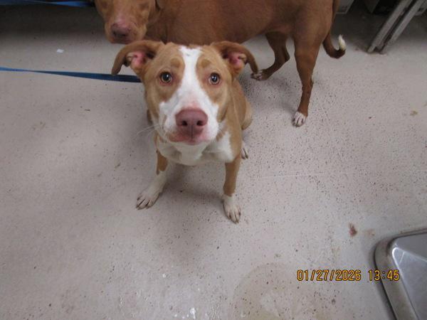 Enlarge Diamond (48), a Adoptable mixed breed in Marietta, GA image 1/1
