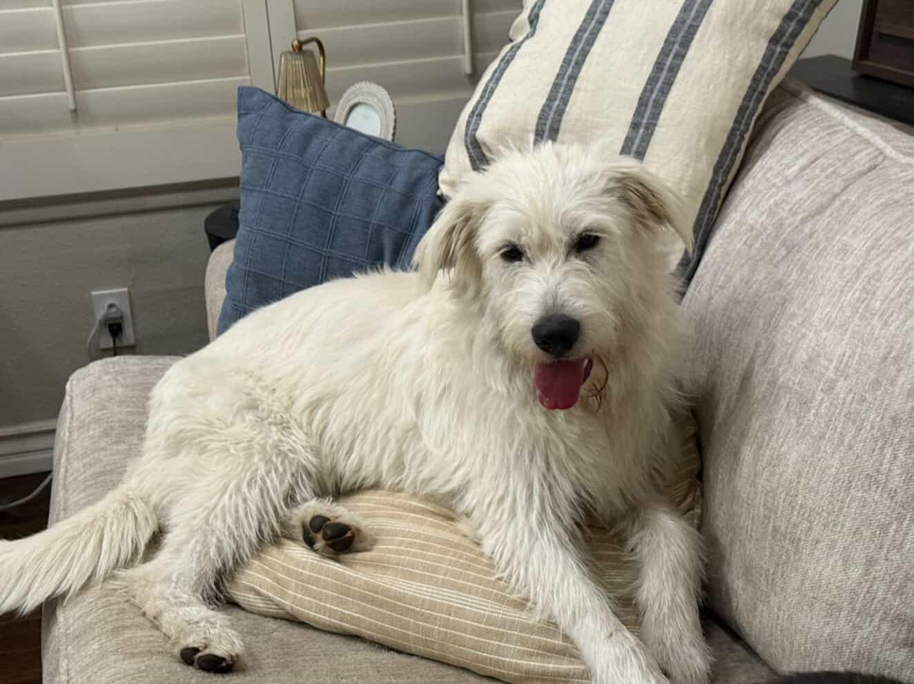Piper~ The Professional Cuddler