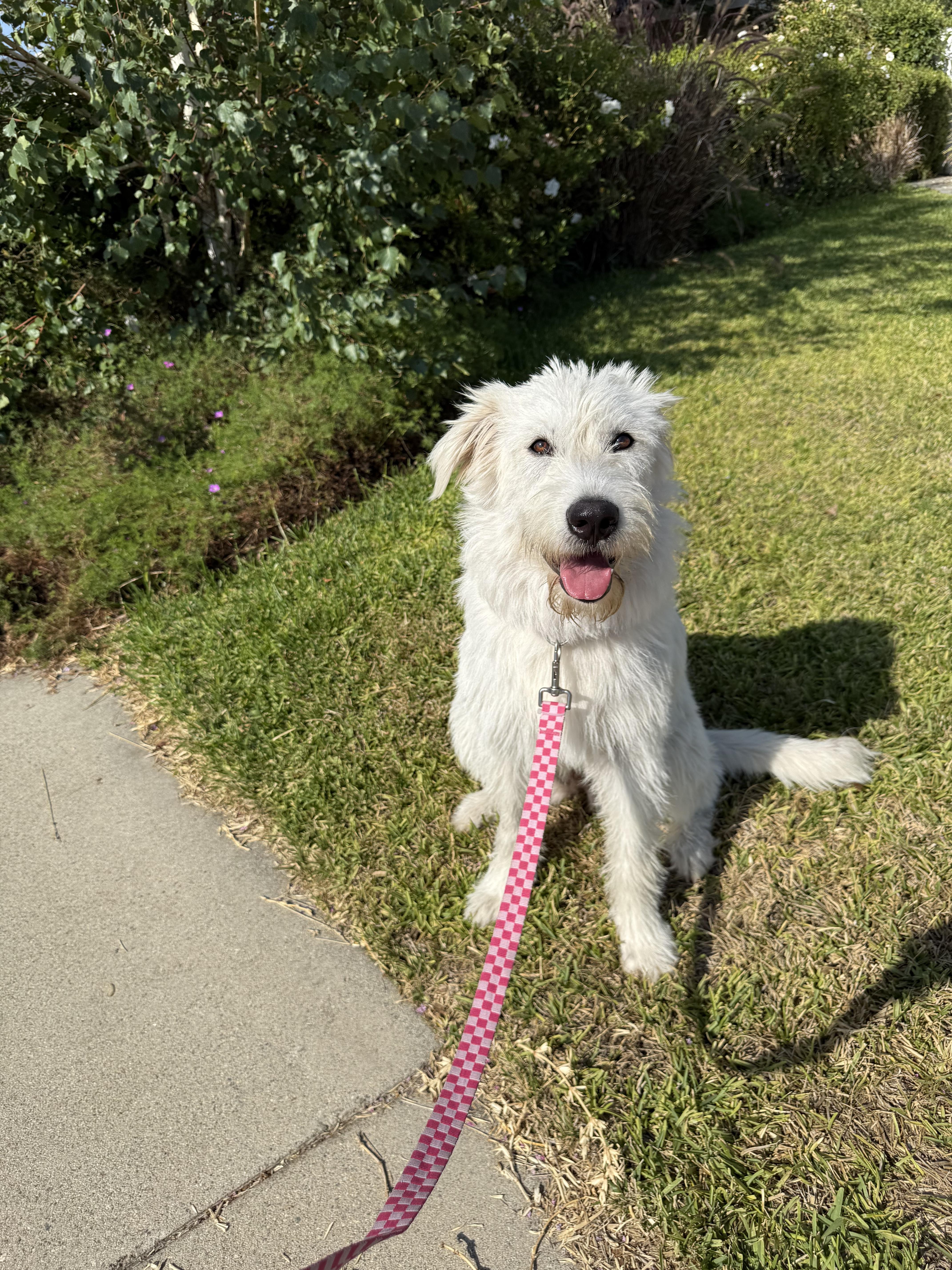 Piper~ The Professional Cuddler thumbnail 5