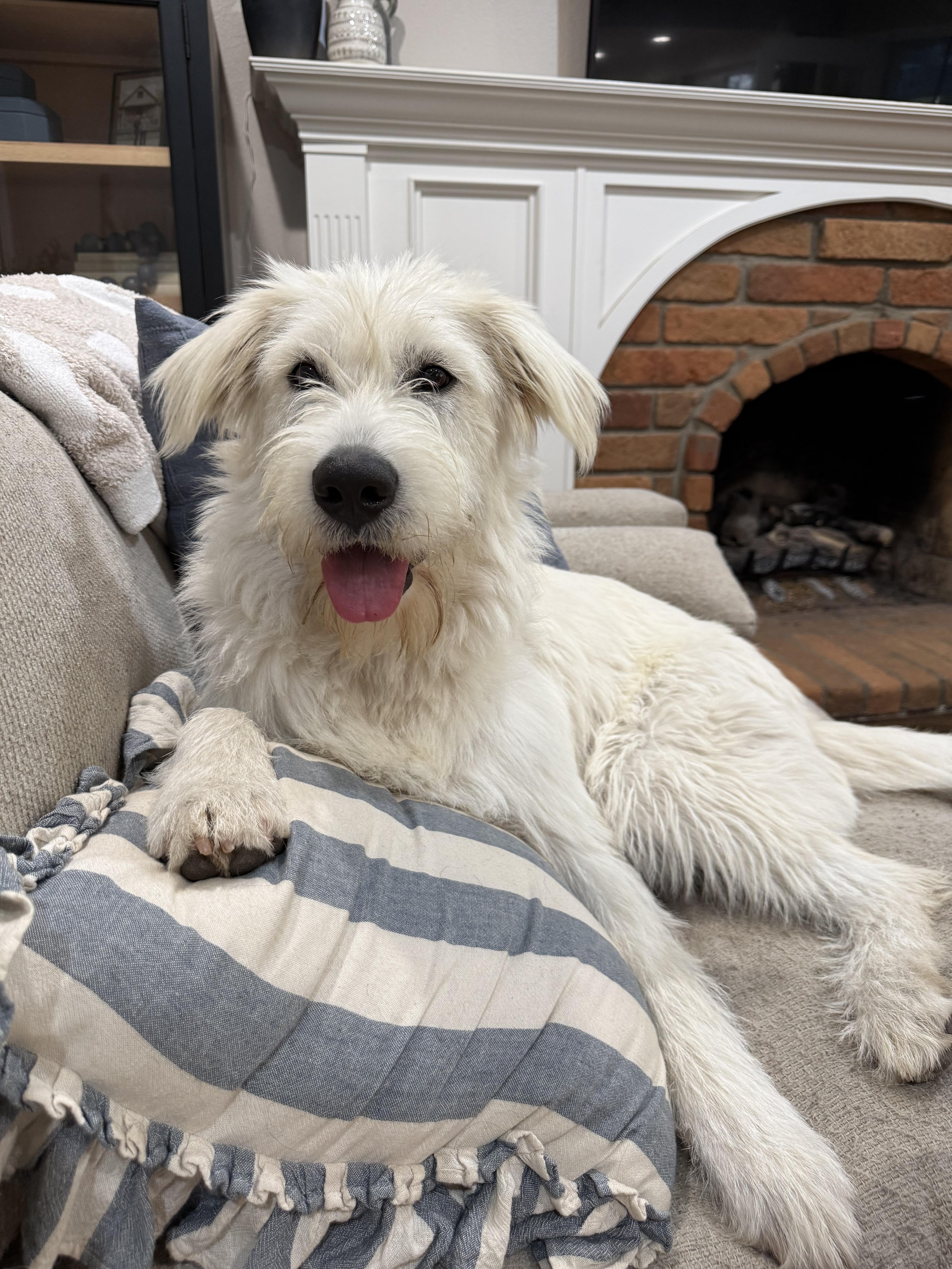 Piper~ The Professional Cuddler thumbnail 3