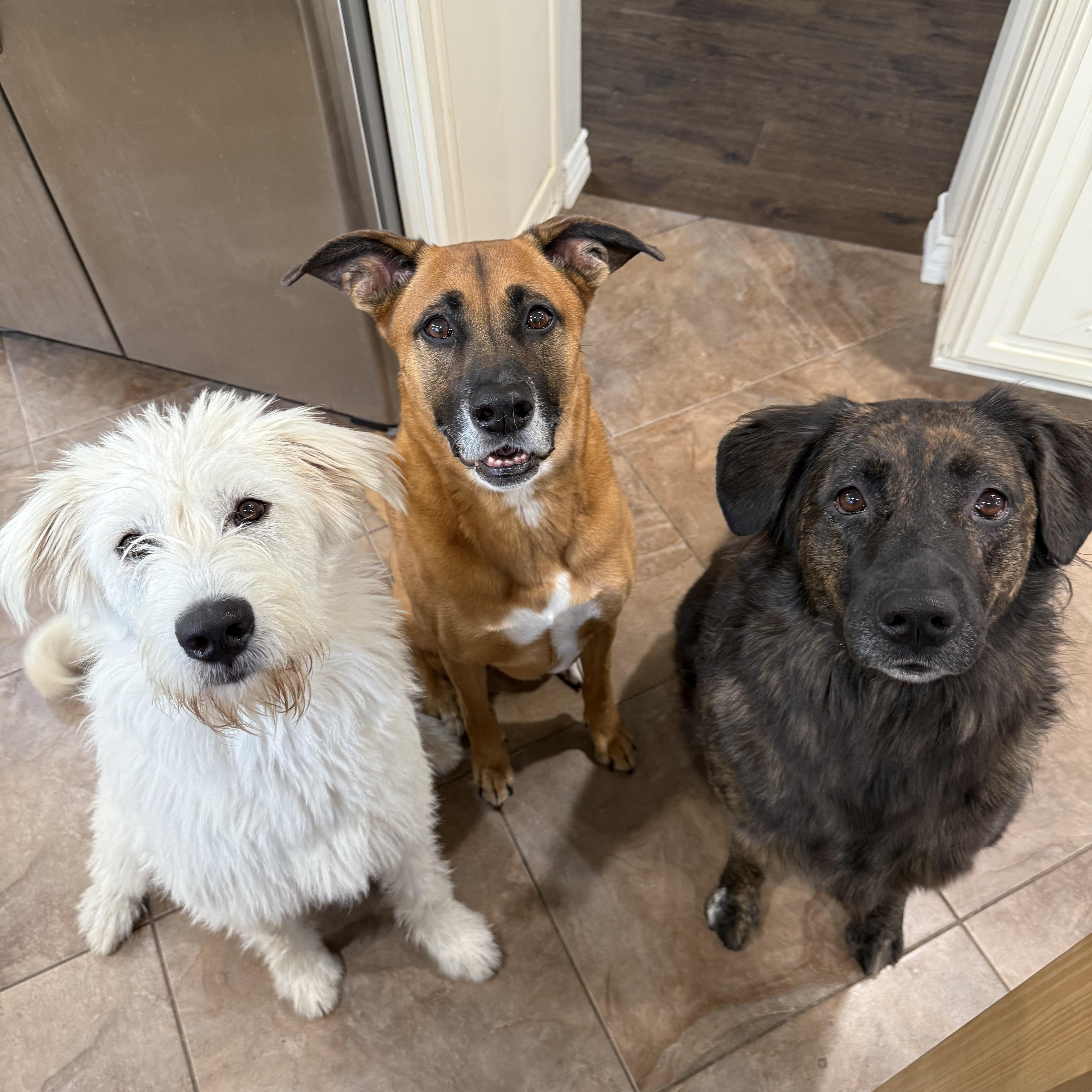 Piper~ The Professional Cuddler thumbnail 4