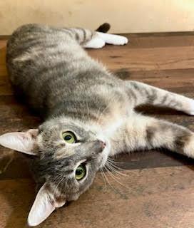 Enlarge Twin, an adopted Tortoiseshell in Kenhorst, PA image 2/2