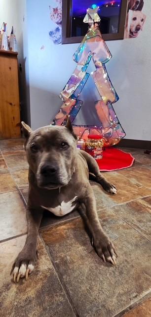 Rage and Chaos *Bonded Pair* Please Read, a Adoptable Pit Bull Terrier in Rawlins, WY image 1/4